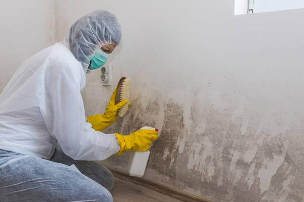 Why You Should Choose Our Mold Remediation Services in Henryetta, OK